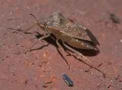 Pentatomidae