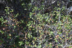 Prunus ilicifolia