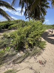Suriana maritima