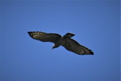 Pernis ptilorhynchus