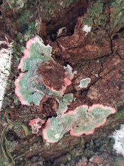 Herpothallon