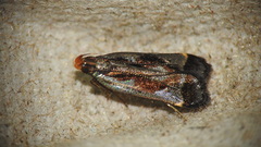 Dichomeris ochripalpella