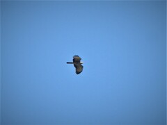 Pernis ptilorhynchus