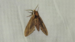 Ceratomia amyntor