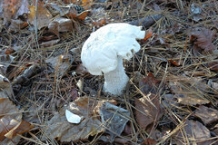 Amanita polypyramis