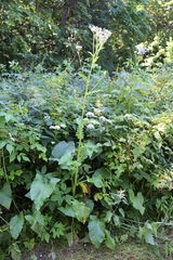 Cicerbita macrophylla uralensis