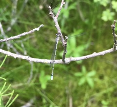 Coenagrion johanssoni