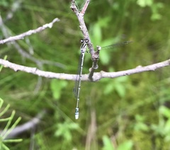 Coenagrion johanssoni
