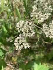 Eupatorieae