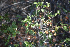 Prunus ilicifolia