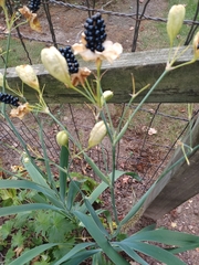 Iris domestica