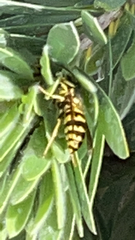 Vespula pensylvanica