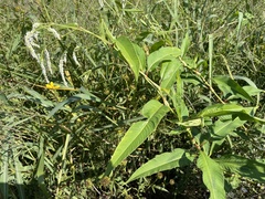 Persicaria glabra