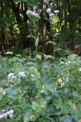 Cicerbita macrophylla uralensis