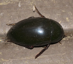 Hydrophilus ovatus