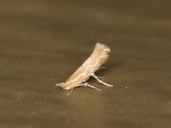 Phyllonorycter celtisella