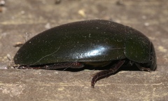 Hydrophilus ovatus