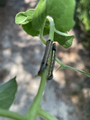 Spodoptera eridania