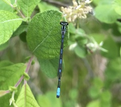 Coenagrion johanssoni