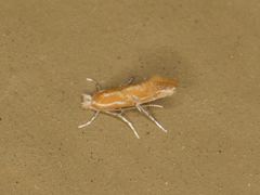 Phyllonorycter celtisella