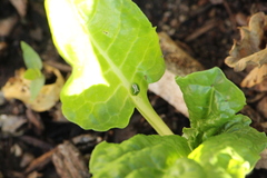 Cassida dorsovittata