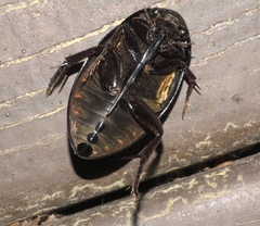 Hydrophilus ovatus