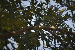 Dicrurus caerulescens