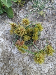 Cyperus odoratus