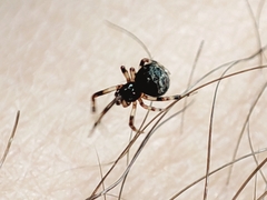Parasteatoda lunata