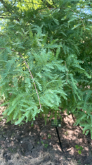 Taxodium distichum