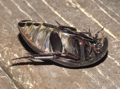 Hydrophilus ovatus