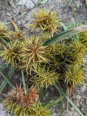 Cyperus odoratus