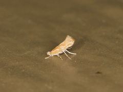 Phyllonorycter celtisella