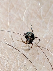 Parasteatoda lunata