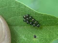 Podisus maculiventris