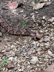 Agkistrodon contortrix