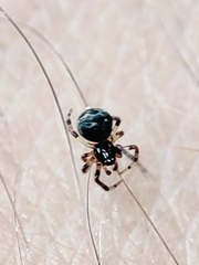 Parasteatoda lunata