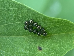 Podisus maculiventris