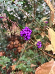 Callicarpa