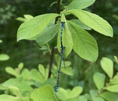 Coenagrion johanssoni