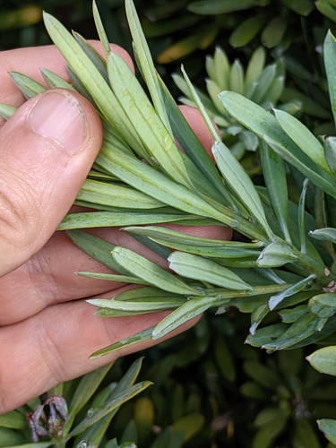 real yellowwood