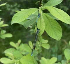 Coenagrion johanssoni