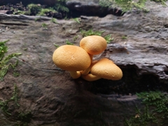 Pleuroflammula tuberculosa