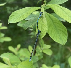 Coenagrion johanssoni