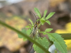 Symphyta