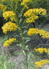 Solidago petiolaris