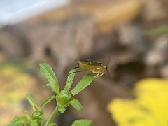 Symphyta