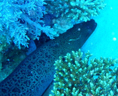 Gymnothorax javanicus