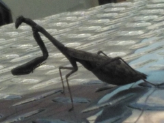 Stagmomantis