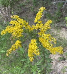 Solidago petiolaris